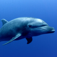 The Enigmatic Dolphin