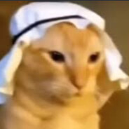 Halal Cat