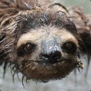 "Rinseable" Sloth