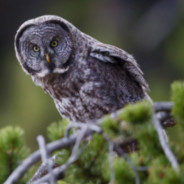 dowl