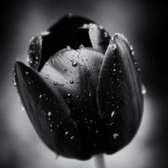 Tulip_for_me