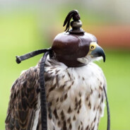 Falcon With A Cap On Its Head