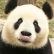 Panda skinhub.com