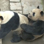 Pandas Follando