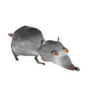 literally a rat