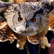 The Elite Owl