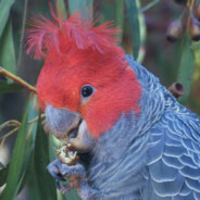 Gang Gang Cockatoo