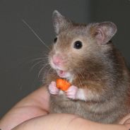 Dusty The Hamster