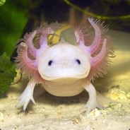 Axolotl Führer