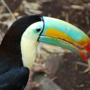 SadToucan