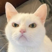 Avid catto #ERASE_RUSSIA