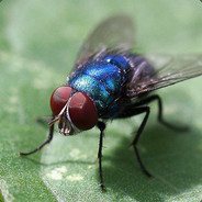 bluefly (Add if AFK)