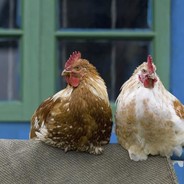 Perfectly Perched Chicken