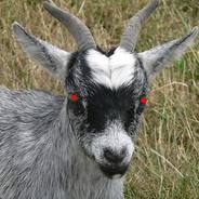 Satanic Goat