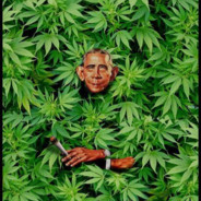 ObamaKush