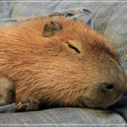 Depressed Capybara