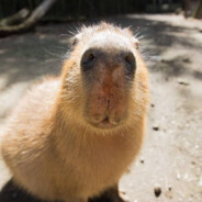FriendlyCapybara45