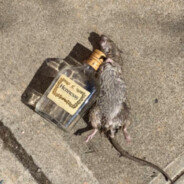 Drunk rat