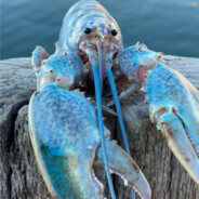 blue lobsta