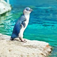 Blueguin