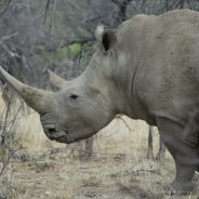 Rhino the Marauder
