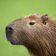 Capybara 🐹  [24/7 ⇄]