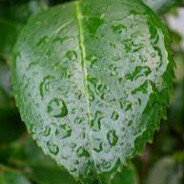 Damp Leaf