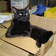 ★ Kama The Box Cat ★