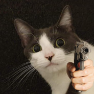 A Cat with a Gun