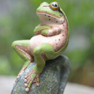 A confident frog