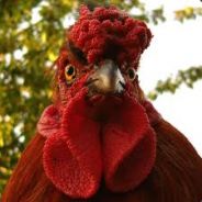 Fearless Cock