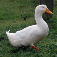 I'm A Duck (Quack)
