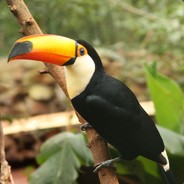 Toucan