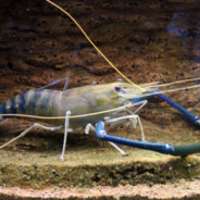 Udang Galah