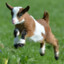 Awesome Goat