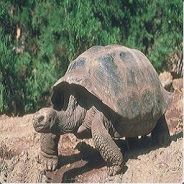 [UTS] Tortoise - steam id 76561197961381084