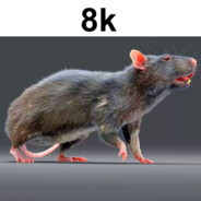 8K Rat