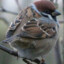 Sparrow.UA