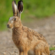 hare7