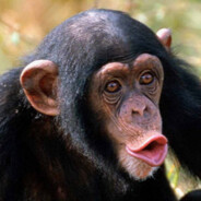 MACAQUINHO CHINES