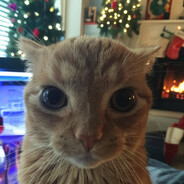 Bolbi