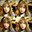Group Avatar