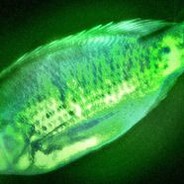 Radioactive Fish