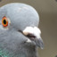 Pigeon_R4ge