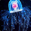 immortal jellyfish