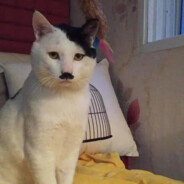 Kitller