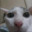 Group Avatar