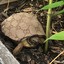 gucci turtle