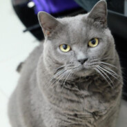 † Î©ε© †'s Avatar