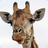 the_holy_giraffe's Avatar